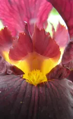 IMG_4765A.webp