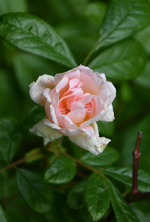 DSC_1102.webp