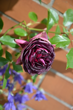 DSC_1107.webp