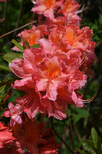 DSC_1094.webp