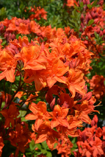 DSC_1096.webp