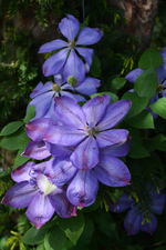 DSC_1100.webp