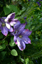 DSC_1101.webp