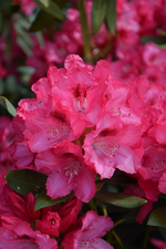 DSC_1109.webp
