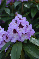 DSC_1110.webp