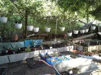 Fuchsiengarten Mai 069.webp
