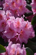 DSC_1111.webp