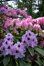 DSC_1112.webp