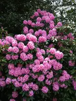DSC_1115.webp
