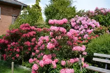 DSC_1116.webp