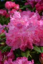 DSC_1117.webp