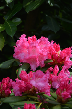 DSC_1118.webp