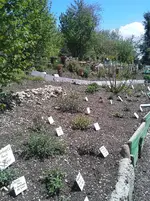 Fuchsiengarten Mai 068.webp