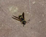 DSC_1099.webp