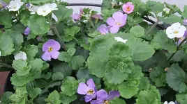 020.webp