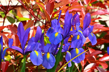 Iris blau_gelb_600.webp