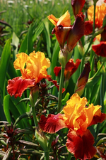 Iris barbata_elat_Torero_600.webp