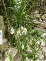 Palmen Garten 10.05 (2).webp