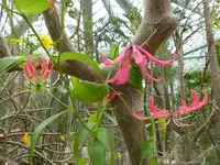 Palmen Garten 10.05 (5).webp