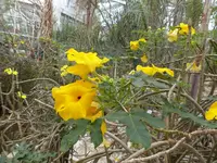 Palmen Garten 10.05 (6).webp