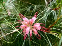 Palmen Garten 10.05 (9).webp