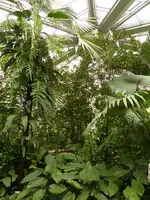 Palmen Garten 10.05 (25).webp