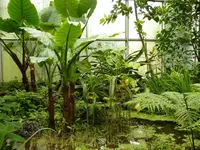 Palmen Garten 10.05 (29).webp