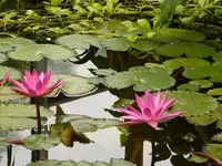 Palmen Garten 10.05 (33).webp