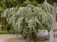 Palmen Garten 10.05 (60).webp