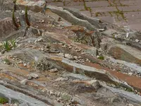 Palmen Garten 10.05 (62).webp