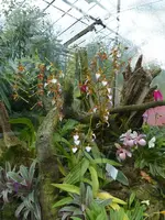 Palmen Garten 10.05 (75).webp