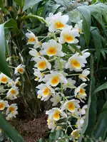 Palmen Garten 10.05 (76).webp