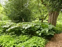 Palmen Garten 10.05 (84).webp