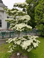 Palmen Garten 10.05 (88).webp