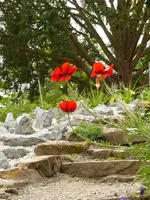 Palmen Garten 10.05 (98).webp