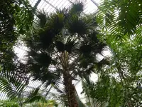 Palmen Garten 10.05 (124).webp