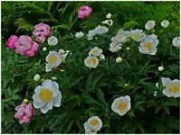 Palmen Garten 10.05 (127).webp