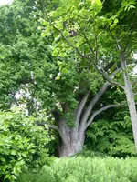 Palmen Garten 10.05 (131).webp