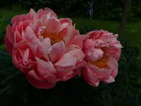 Palmen Garten 10.05 (133).webp