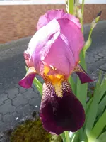 P1070510.webp