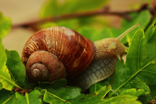 Weinbergschnecke_braun4_640.webp