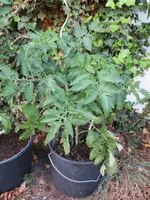 K1600_IMG_0279.webp