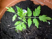 Blackcherry.webp