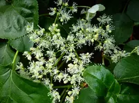 Hortensie.webp