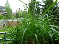 Kräuterkasten2.webp