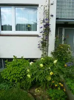 Päonie + Clematis.webp