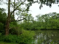 Reiher am See.webp