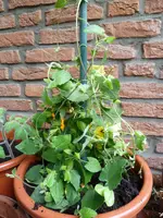schwarzäugige Susanne.webp