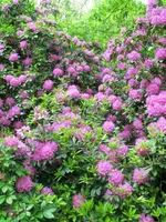 CIMG7606.webp