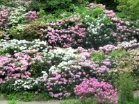 CIMG7599.webp